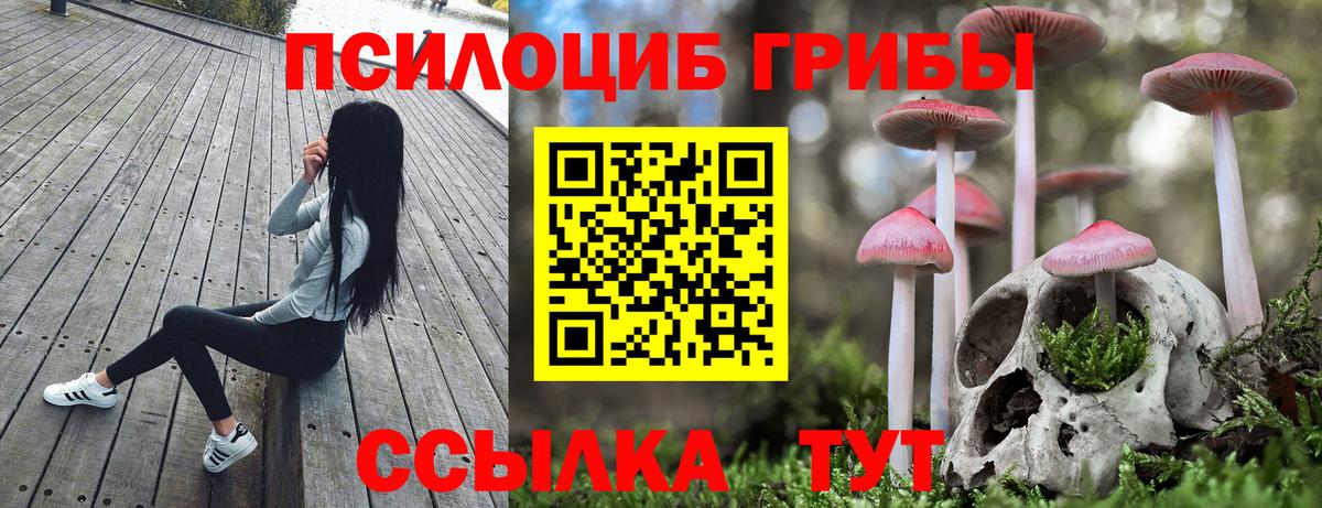 Галлюциногенные грибы Psilocybe Новошахтинск