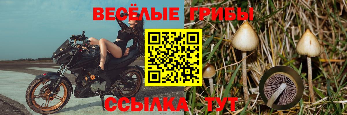 Галлюциногенные грибы ЛСД  Вход с VPN  Новошахтинск  Псилоцибиновые грибы GOLDEN TEACHER 